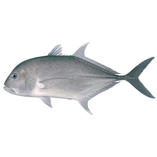 Trivelli Fish Fishing Lures by Species | MoTackle & Outdoors