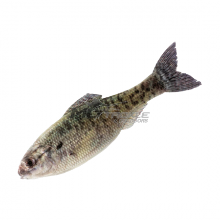 6th Sense Panorama Lure