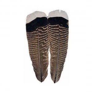 Wapsi Grade 1 Mottled White Tipped Turkey Tail