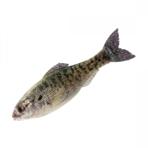 6th Sense Panorama Lure
