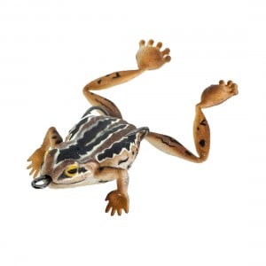 Chasebaits Bobbin Frog 65mm Lure