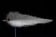 Manic Lucent Minnow Fly
