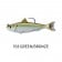 Live Target Blueback Herring Swimbait