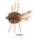 H2O Merkin Crab Fly