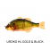 Jackall Chibitarel Jointed Swimbait