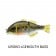 Jackall Chibitarel Jointed Swimbait