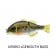 Jackall Chibitarel Jointed Swimbait