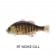 Jackall Chibitarel Jointed Swimbait