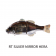 Jackall Chibitarel Jointed Swimbait