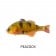 Jackall Chibitarel Jointed Swimbait