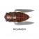 Megabass Siglett