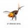 Chasebaits Ripple Cicada Lure