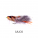 Manic Mangrove Crab Fly
