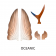 Nomad Design Slipstream Flying Fish Wing Set