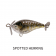 Fish Craft Fizz Bug 38 Lure