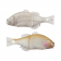 Jackall Chibitarel Jointed Swimbait DOOMED MOTackle Exclusive