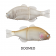 Jackall Chibitarel Jointed Swimbait