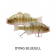 Jackall Chibitarel Dead Rise Swimbait Lure
