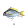 Little Jack Charikom Lure