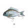 Little Jack Charikom Lure