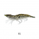 Shads Lures Glide Prawn Lure