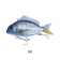 Little Jack Charikom Lure