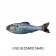 6th Sense Panorama Lure