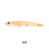 Zip Baits ZBL Skinny Pop 70 Jr Lure