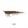 MMD Pop Prawn Lure
