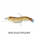 Nomad Design Live Ops Sumo Shrimp Pre-Rigged Lure