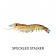 Nomad Design Live Ops Sumo Shrimp Unrigged Lure