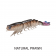 Z-Man PrawnZ Elite Unrigged Lure