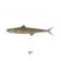 Ever Green Last Ace 80F Lure