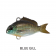 Little Jack Micro Charikom Lure