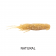 Berkley Powerbait MaxScent Shrimp Lure