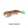 Z-Man PrawnZ Elite Unrigged Lure