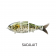 Bucca Bull Shad
