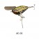 Imakatsu Wood Aventa Crawler GT