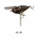 Imakatsu Wood Aventa Crawler GT