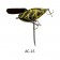 Imakatsu Wood Aventa Crawler GT