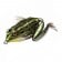 Lunkerhunt Pocket Frog