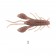 Lurefans Mini Force Craw
