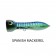 Nomad Chug Norris Popper 72-95mm