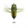 Tiemco Soft Shell Tiny Cicada - 35mm