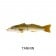 MMD Whiting Glide 180 Floating Lure