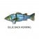 Westin Barry The Bass (HL/SB)
