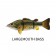 Westin Barry The Bass (HL/SB)