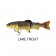 Westin Tommy The Trout
