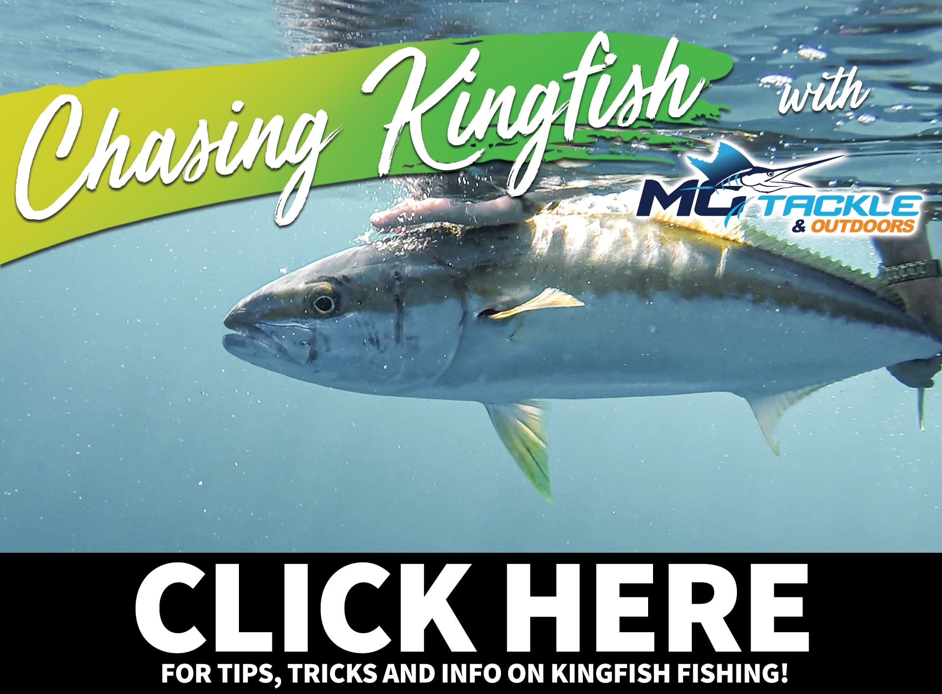 Chasing Kingfish With Motackle