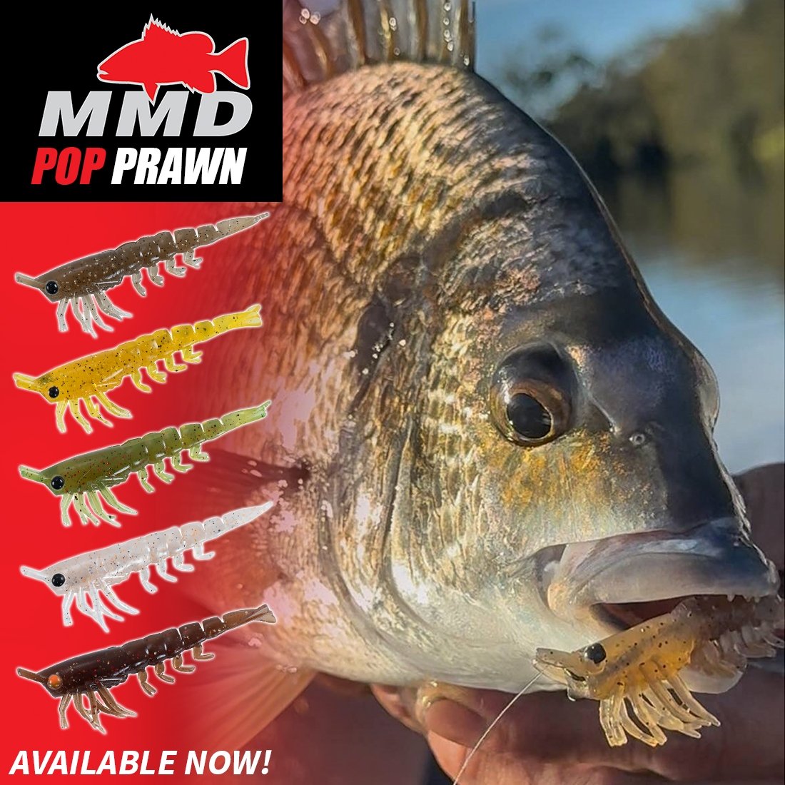 New - MMD Pop Prawn Lure